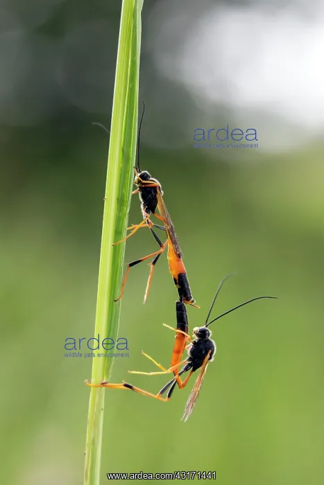 : Ichneumon insidiosus, Couple sitting on a grass : Ichneumon insidiosus, Couple sitting on a grass