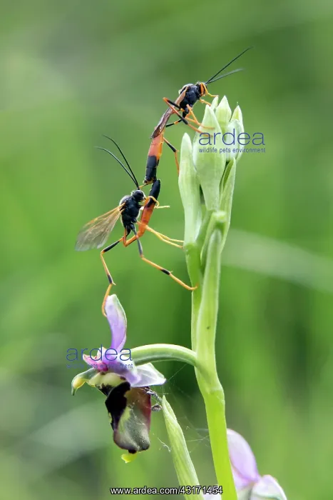 : Ichneumon insidiosus, Couple sitting on a Spider : Ichneumon insidiosus, Couple sitting on a Spider