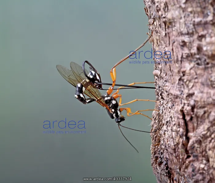 : Ichneumon - parasitising wood wasp : Ichneumon - parasitising wood wasp