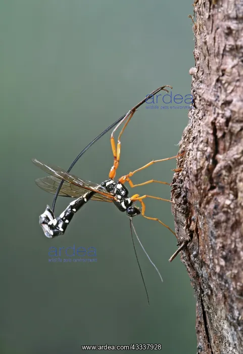 : Ichneumon - parasitising wood wasp : Ichneumon - parasitising wood wasp
