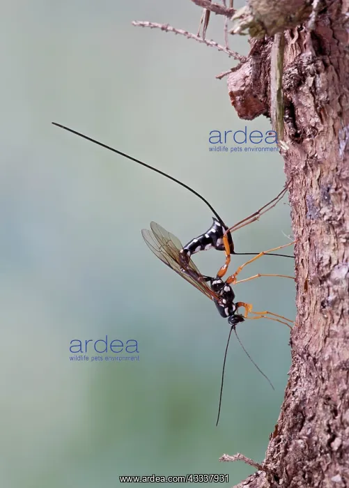 : Ichneumon - parasitising wood wasp : Ichneumon - parasitising wood wasp