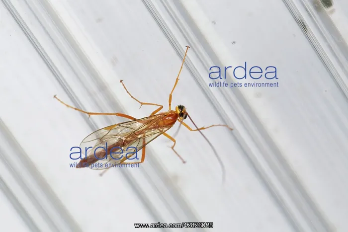  : Ichneumon Wasp