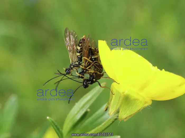 : Ichneumon Wasp : Ichneumon Wasp