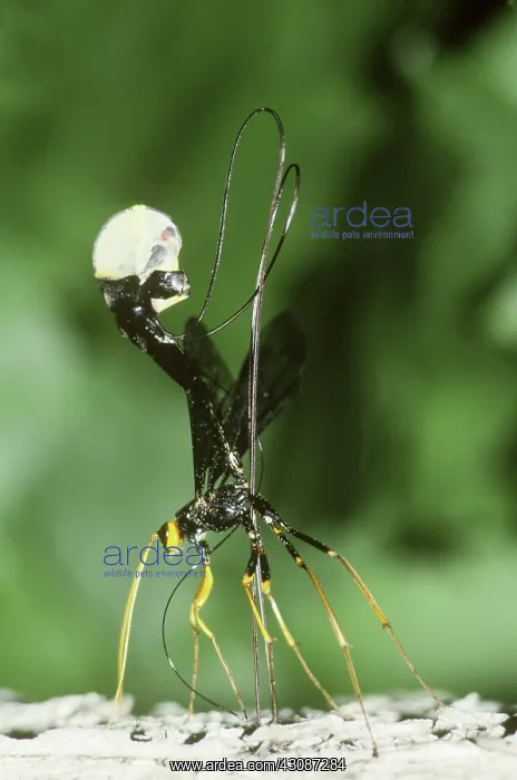 : Ichneumon Wasp Boring Hole : Ichneumon Wasp Boring Hole