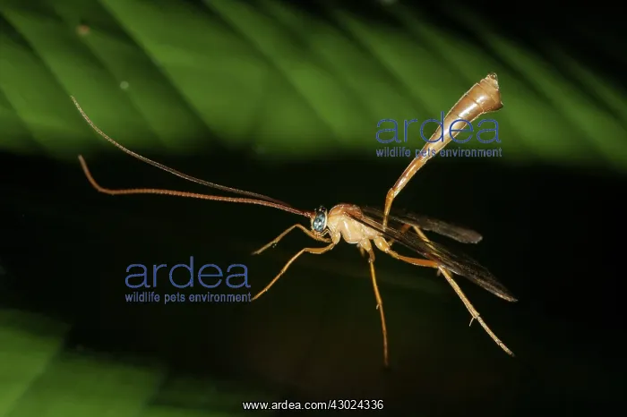 : Ichneumon Wasp Ichneumon Wasp on leaf Klungkung Bali I : Ichneumon Wasp Ichneumon Wasp on leaf Klungkung Bali I