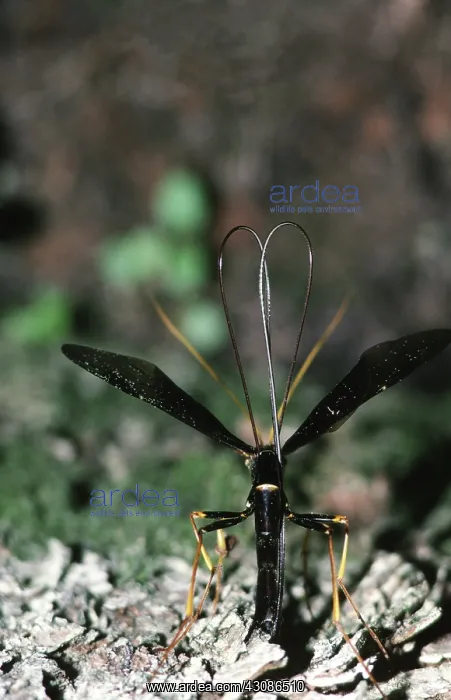 : Ichneumon Wasp Laying Eggs : Ichneumon Wasp Laying Eggs
