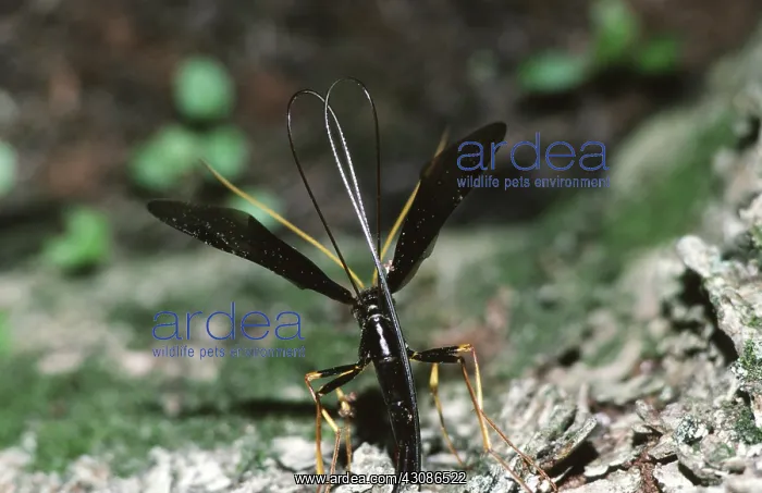 : Ichneumon Wasp Laying Eggs : Ichneumon Wasp Laying Eggs