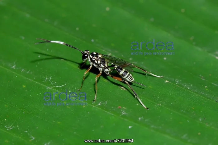 : Ichneumon Wasp on leaf - Klungkung, Bali, Indonesia : Ichneumon Wasp on leaf - Klungkung, Bali, Indonesia