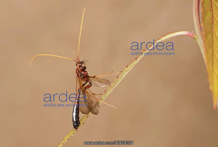 : Ichneumon wasp (Ophius), Valais, Switzerland, Europe : Ichneumon wasp (Ophius), Valais, Switzerland, Europe