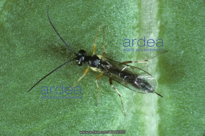 : Ichneumonid wasp : Ichneumonid wasp