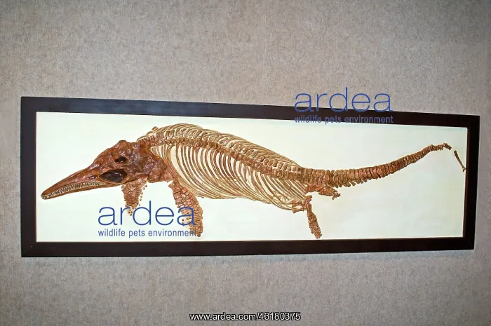 : Ichthyosaur Fossil : Ichthyosaur Fossil