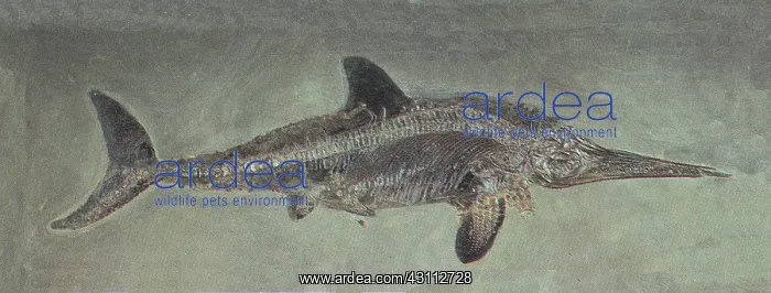 : Ichthyosaurus acutirostris, Mesozoic Reptile : Ichthyosaurus acutirostris, Mesozoic Reptile