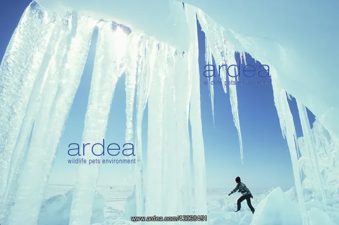 : Icicles. Canada, icicles on an iceberg in the arctic : Icicles. Canada, icicles on an iceberg in the arctic