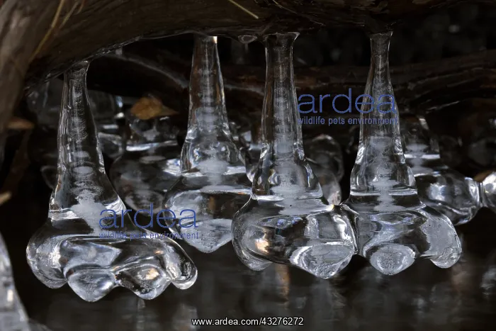  : icicles at edge of lake, Maryland, USA