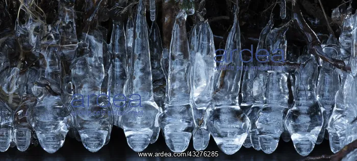 : icicles at edge of lake, Maryland, USA : icicles at edge of lake, Maryland, USA