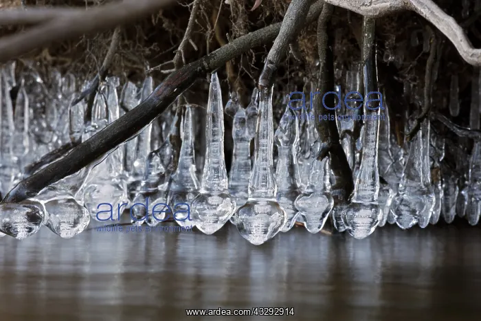 : icicles at edge of lake, Maryland, USA : icicles at edge of lake, Maryland, USA