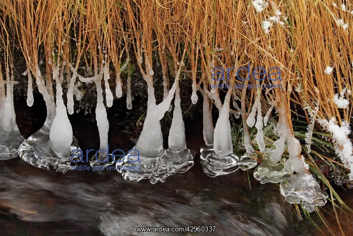 : Icicles - at edge of river : Icicles - at edge of river