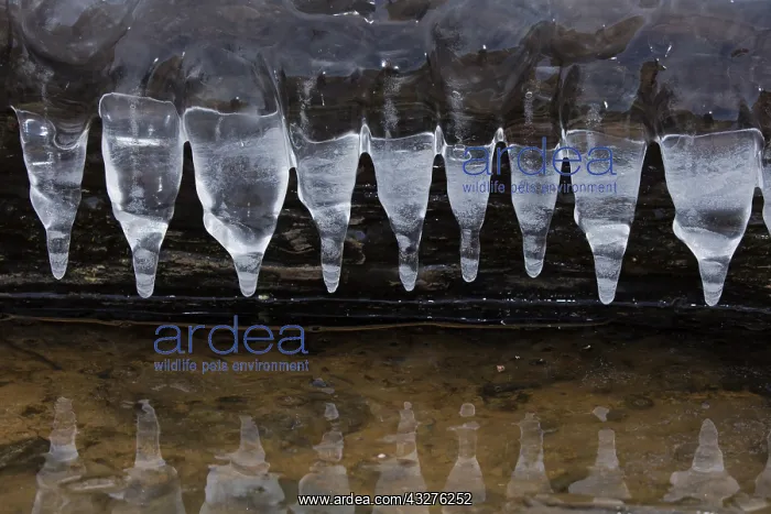 : Icicles, formed at edge of lake, Maryland : Icicles, formed at edge of lake, Maryland
