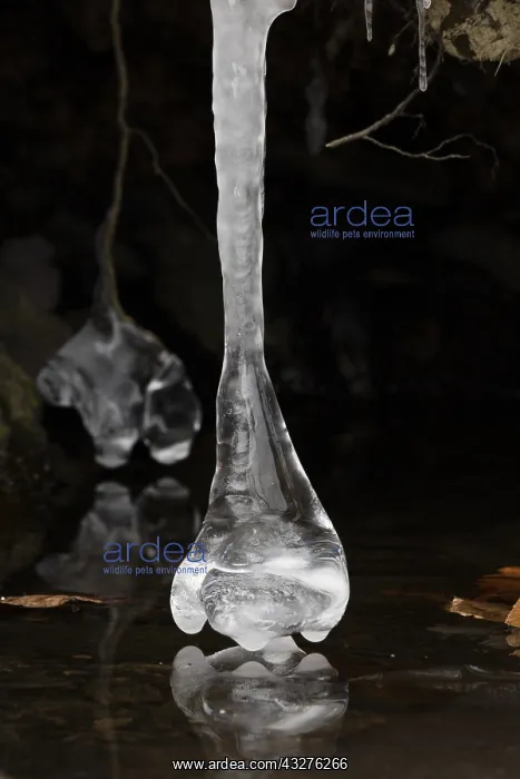 : Icicles, formed at edge of lake, Maryland : Icicles, formed at edge of lake, Maryland