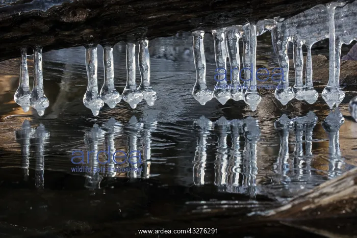 : Icicles, formed at edge of lake, Maryland : Icicles, formed at edge of lake, Maryland