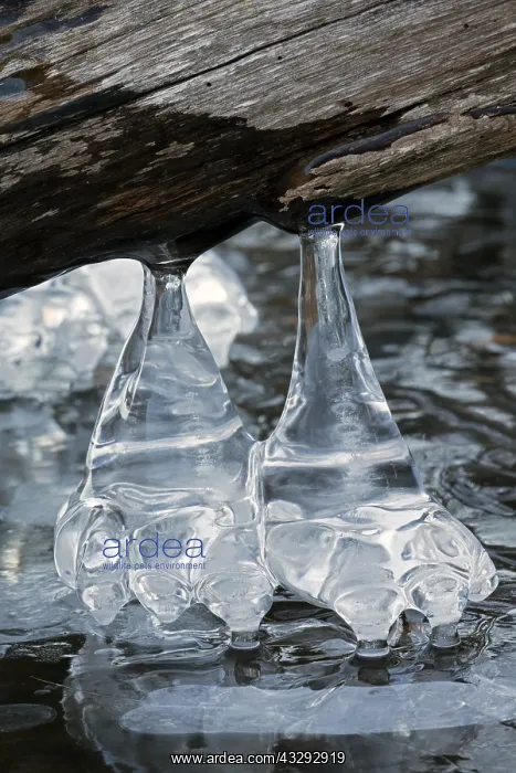 : Icicles, formed at edge of lake, Maryland : Icicles, formed at edge of lake, Maryland