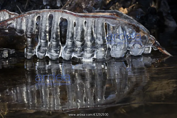 : Icicles, formed at edge of lake, Maryland : Icicles, formed at edge of lake, Maryland