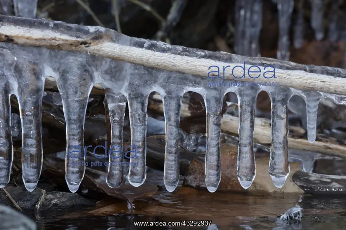 : Icicles, formed at edge of lake, Maryland : Icicles, formed at edge of lake, Maryland