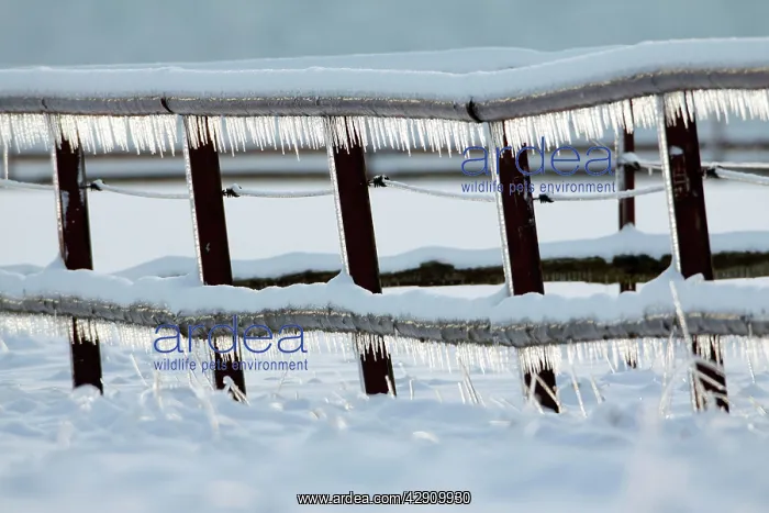 : Icicles - hanging down from fence in winter : Icicles - hanging down from fence in winter