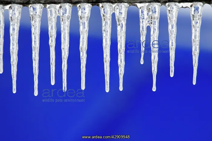 : Icicles - hanging down from fence in winter : Icicles - hanging down from fence in winter