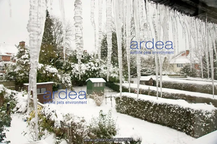  : Icicles - hanging from roof gutter