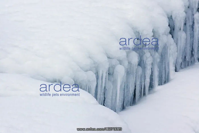 : Icicles hanging over snow : Icicles hanging over snow