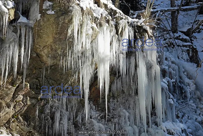 : Icicles at icy waterfall, winter landscape, Todtnau : Icicles at icy waterfall, winter landscape, Todtnau