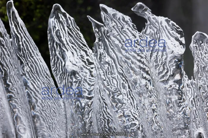 : Icicles, Mt. Rainier National Park, Washington : Icicles, Mt. Rainier National Park, Washington
