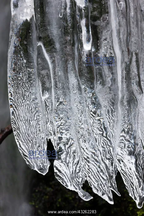 : Icicles, Mt. Rainier National Park, Washington : Icicles, Mt. Rainier National Park, Washington