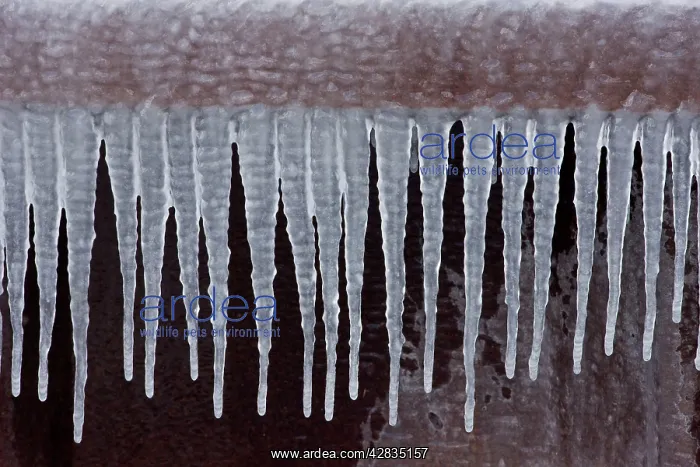  : Icicles - Near Seneca Lake in Upstate New York