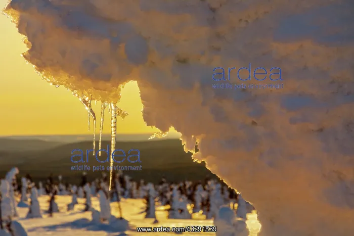 : Icicles on spruce - icicles on a spruce tree clad with a thi : Icicles on spruce - icicles on a spruce tree clad with a thi