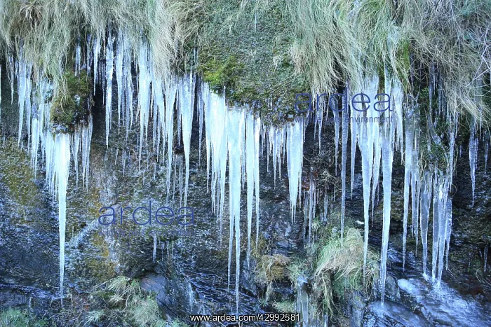 : Icicles - on the wall around the harbour : Icicles - on the wall around the harbour