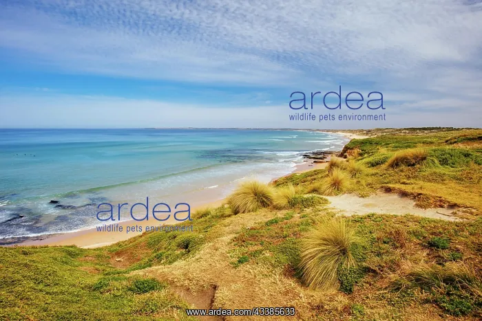  : The iconic Cape Woolamai Surf Beach and Cowrie Patch B