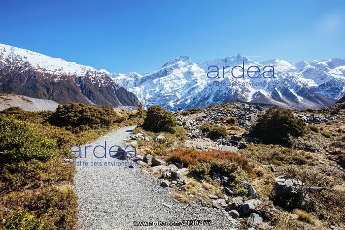  : The iconic half day Hooker Valley Track hike at M