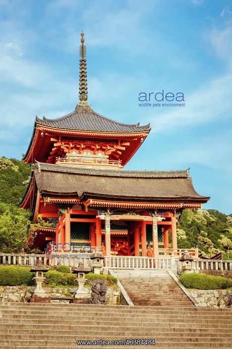  : The iconic Kiyomizu-dera temple and mountain view o