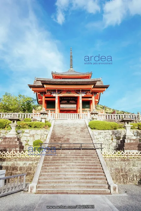  : The iconic Kiyomizu-dera temple and mountain view o