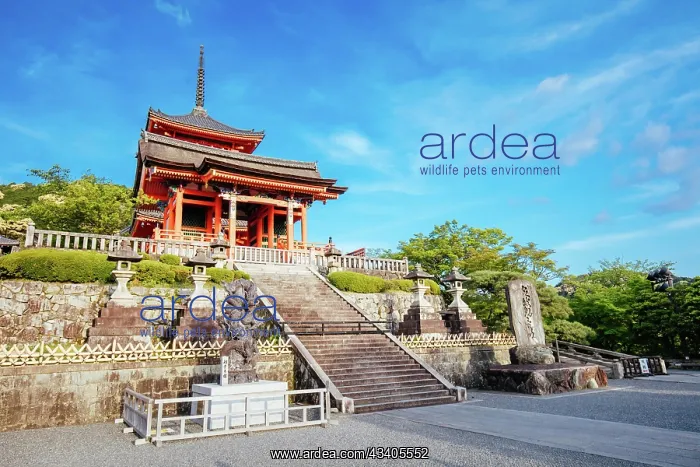  : The iconic Kiyomizu-dera temple and mountain view o