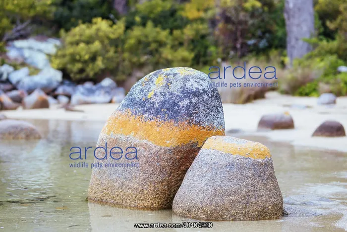  : Detail of the iconic lichen covered rocks in the