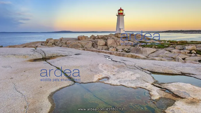  : The iconic lighthouse at Peggy's Cove in early morning light