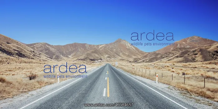  : The iconic Lindis Pass on a sunny spring day in s