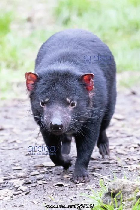  : The iconic Tasmanian Devil in a natural environment