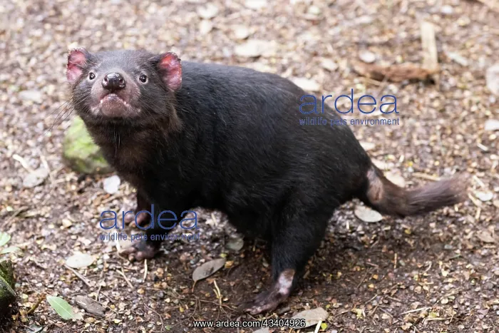  : The iconic Tasmanian Devil in a natural environment