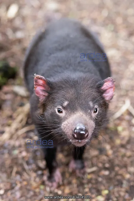 : The iconic Tasmanian Devil in a natural environment