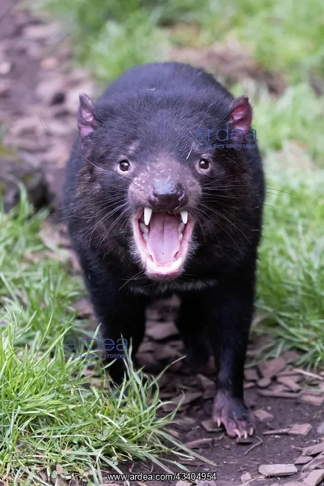 : The iconic Tasmanian Devil in a natural environment