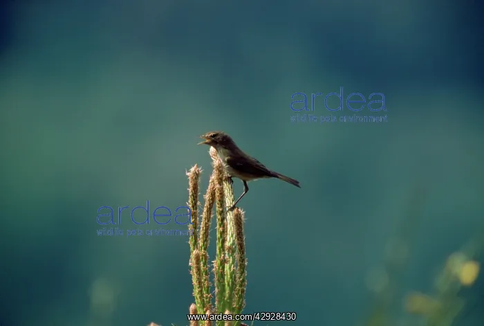 : ICTERINE WARBLER : ICTERINE WARBLER